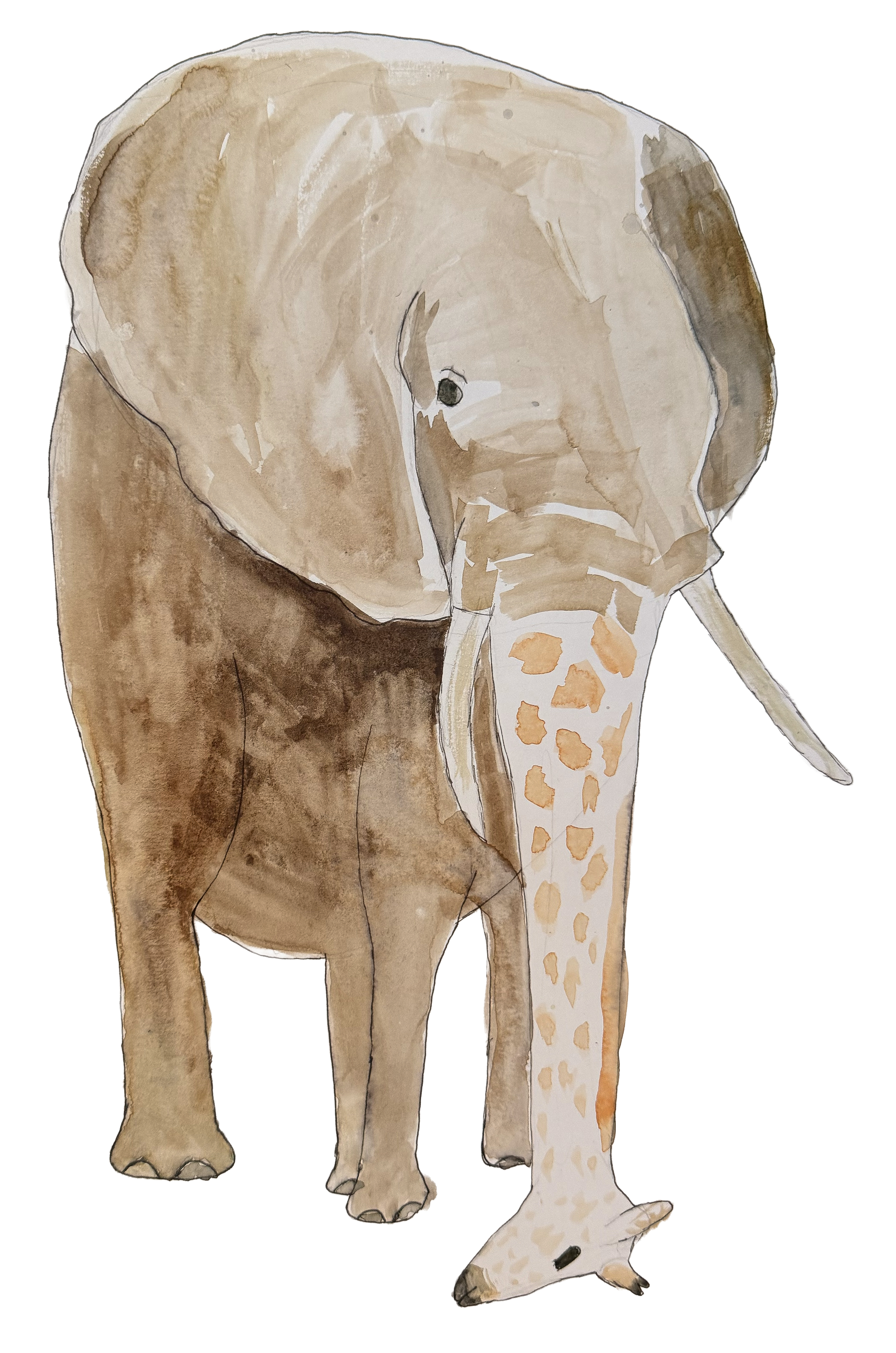 Der weise Giraffant
