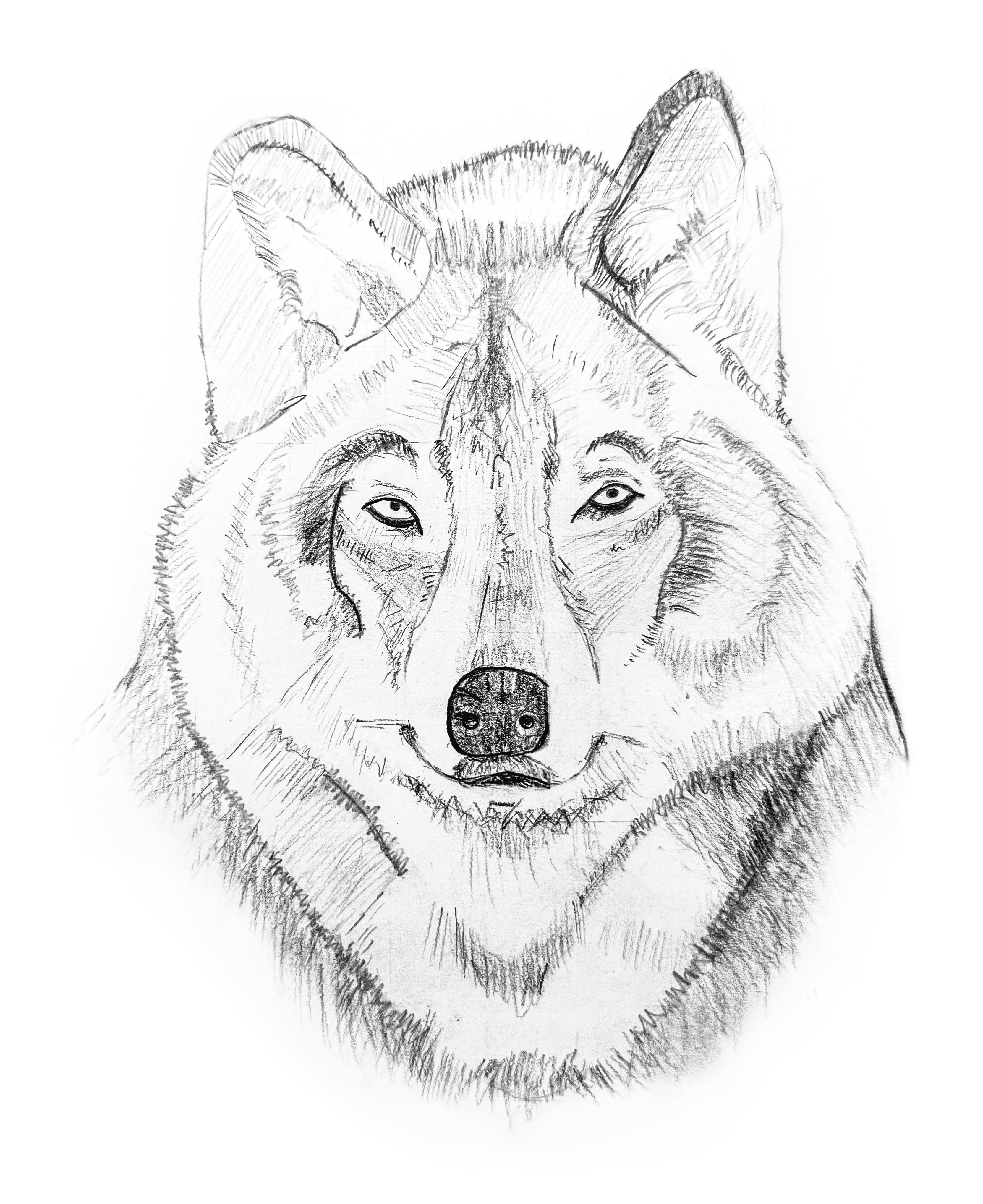 Der schnelle Wolf